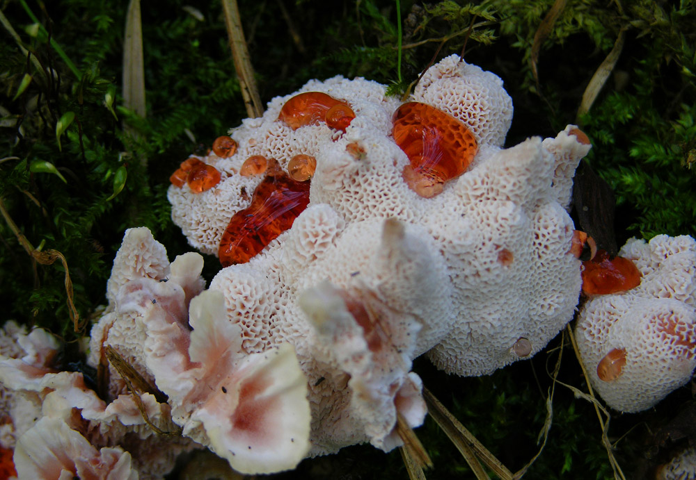 Abortiporus biennis (Bull.) Singer